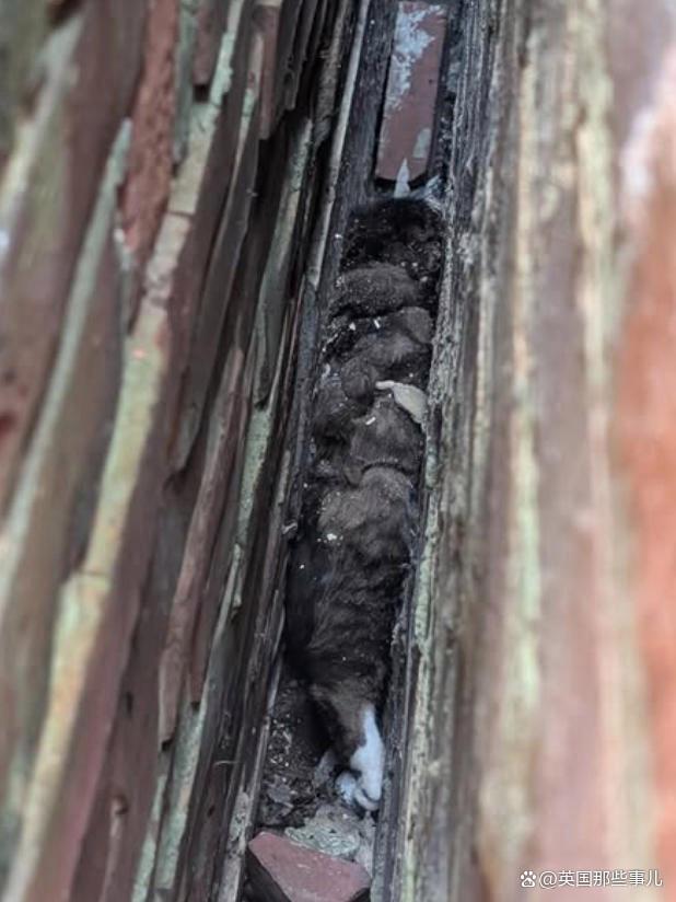 猫丢了?铲屎官满大街找了30个小时,最后发现这货就没出过门 猫丢了?铲屎官满大街找了30个小时,最后发现这货就没出过门