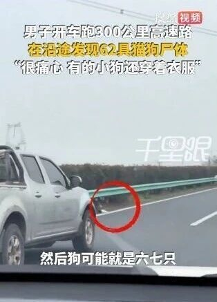四川男子300公里高速发现62只猫狗尸体,有几只宠物还穿着衣服 四川男子300公里高速发现62只猫狗尸体,有几只宠物还穿着衣服