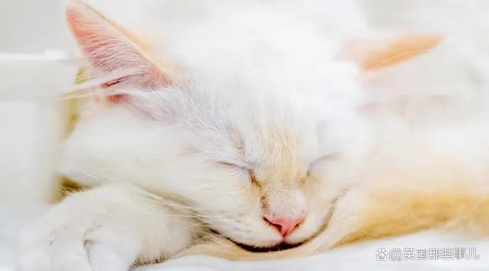 猫丢了?铲屎官满大街找了30个小时,最后发现这货就没出过门 猫丢了?铲屎官满大街找了30个小时,最后发现这货就没出过门