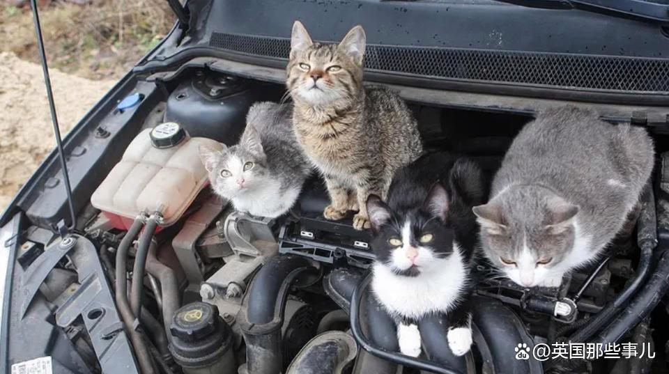 猫丢了?铲屎官满大街找了30个小时,最后发现这货就没出过门 猫丢了?铲屎官满大街找了30个小时,最后发现这货就没出过门