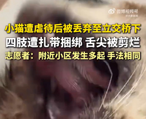 小猫舌尖遭剪烂后被丢弃桥下，志愿者：四肢遭扎带捆绑