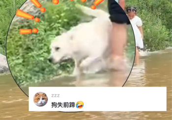 河南一只拉布拉多过河为了躲行人，脚一滑掉进水里