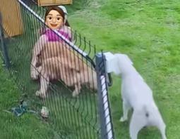 深圳一女子在宠物乐园遭大狗撕咬近20秒,被确诊为狂犬病三级暴露