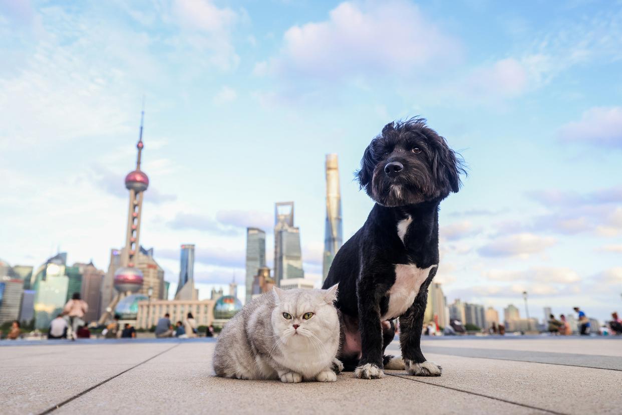 一只猫飞越半个中国:1.26亿宠物的出行变革 一只猫飞越半个中国:1.26亿宠物的出行变革