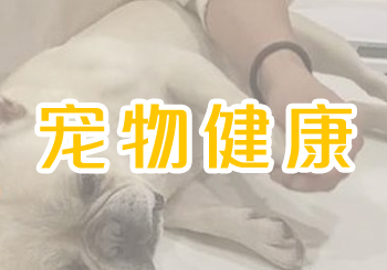 新数据显示宠物主人更早寻求帮助，做出更明智的护理决策