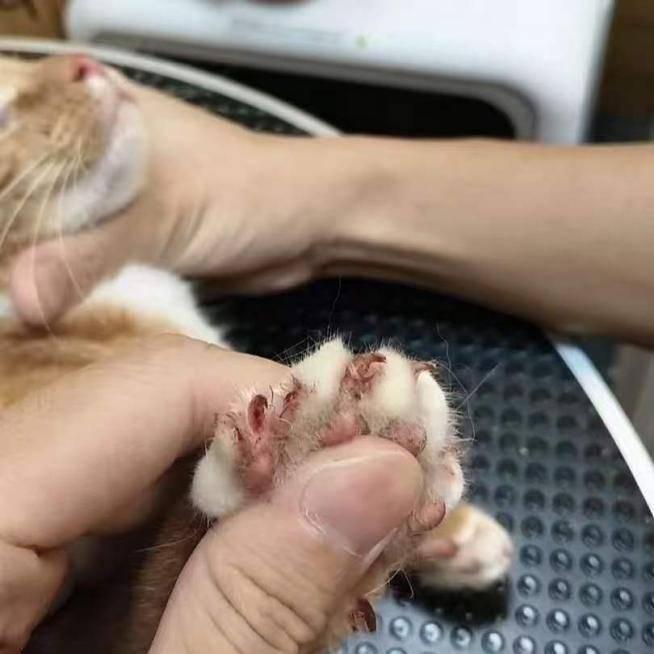 哈啰宠物托运事故频发!托运猫咪途中跑丢,花费上千元才找回 哈啰宠物托运事故频发!托运猫咪途中跑丢,花费上千元才找回