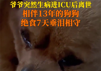 爷爷突然生病进ICU离世，相伴13年的狗狗绝食7天垂泪相守