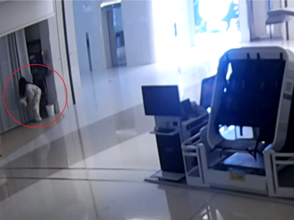 上海男子“男扮女装”偷走宠物店价值12万元名贵犬被采取刑事强制措施