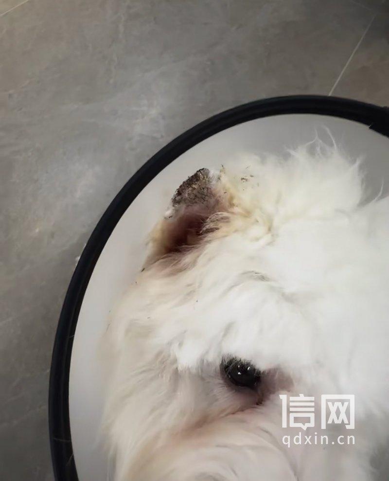西高地宠物犬美容时被剪伤耳朵破了相,狗主认为宠物贬值索赔4000元