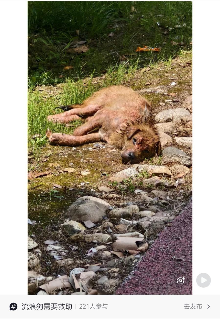 合肥民间爱心接力救助患病流浪犬,三百人众筹全城为小狗寻找血源