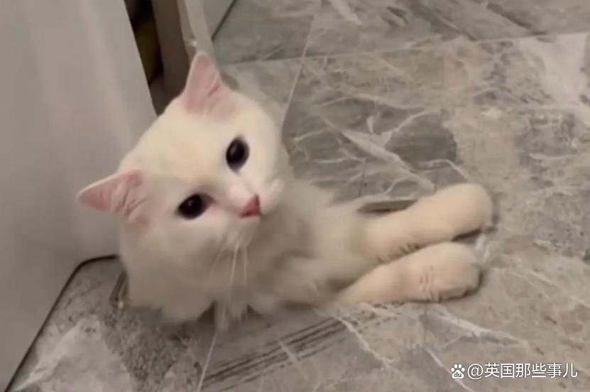 猫丢了?铲屎官满大街找了30个小时,最后发现这货就没出过门 猫丢了?铲屎官满大街找了30个小时,最后发现这货就没出过门