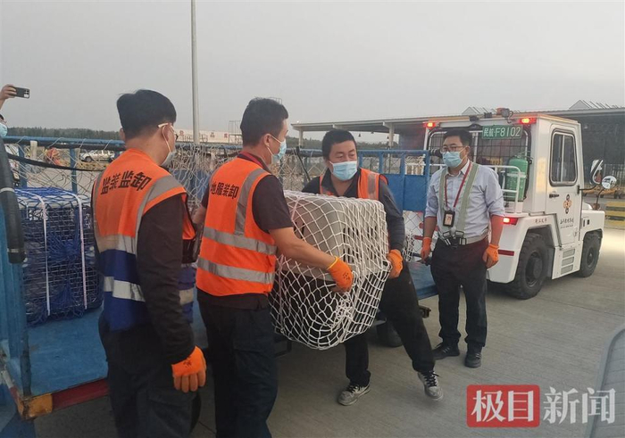 十一假期想带宠物出门远行?有这几种途径可以实现