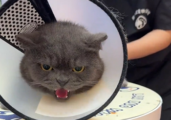 宠物店给一只大凶猫梳毛洗澡,从抗拒到放松的转变引发热议