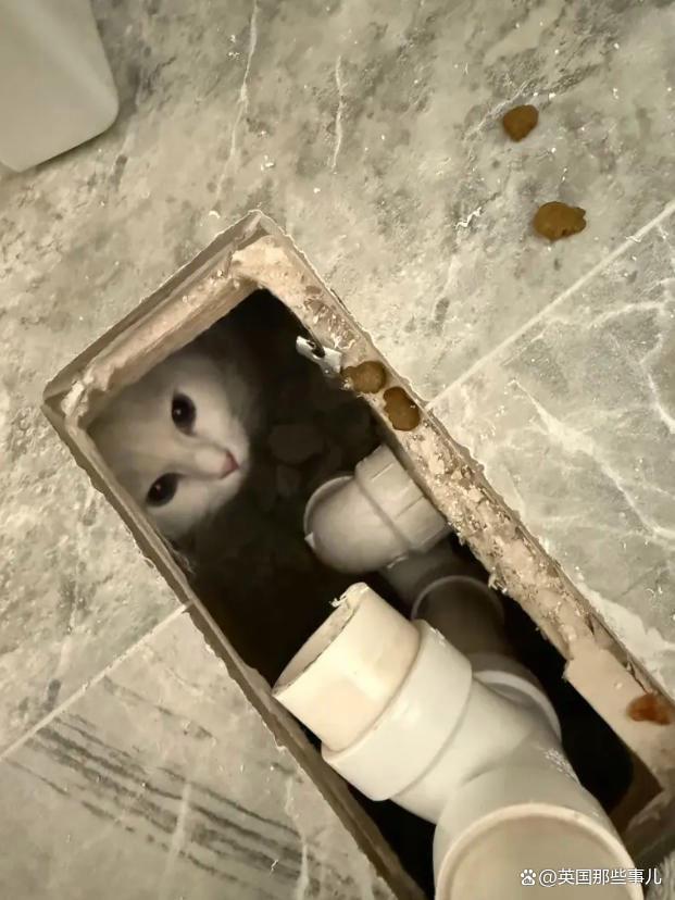 猫丢了?铲屎官满大街找了30个小时,最后发现这货就没出过门 猫丢了?铲屎官满大街找了30个小时,最后发现这货就没出过门
