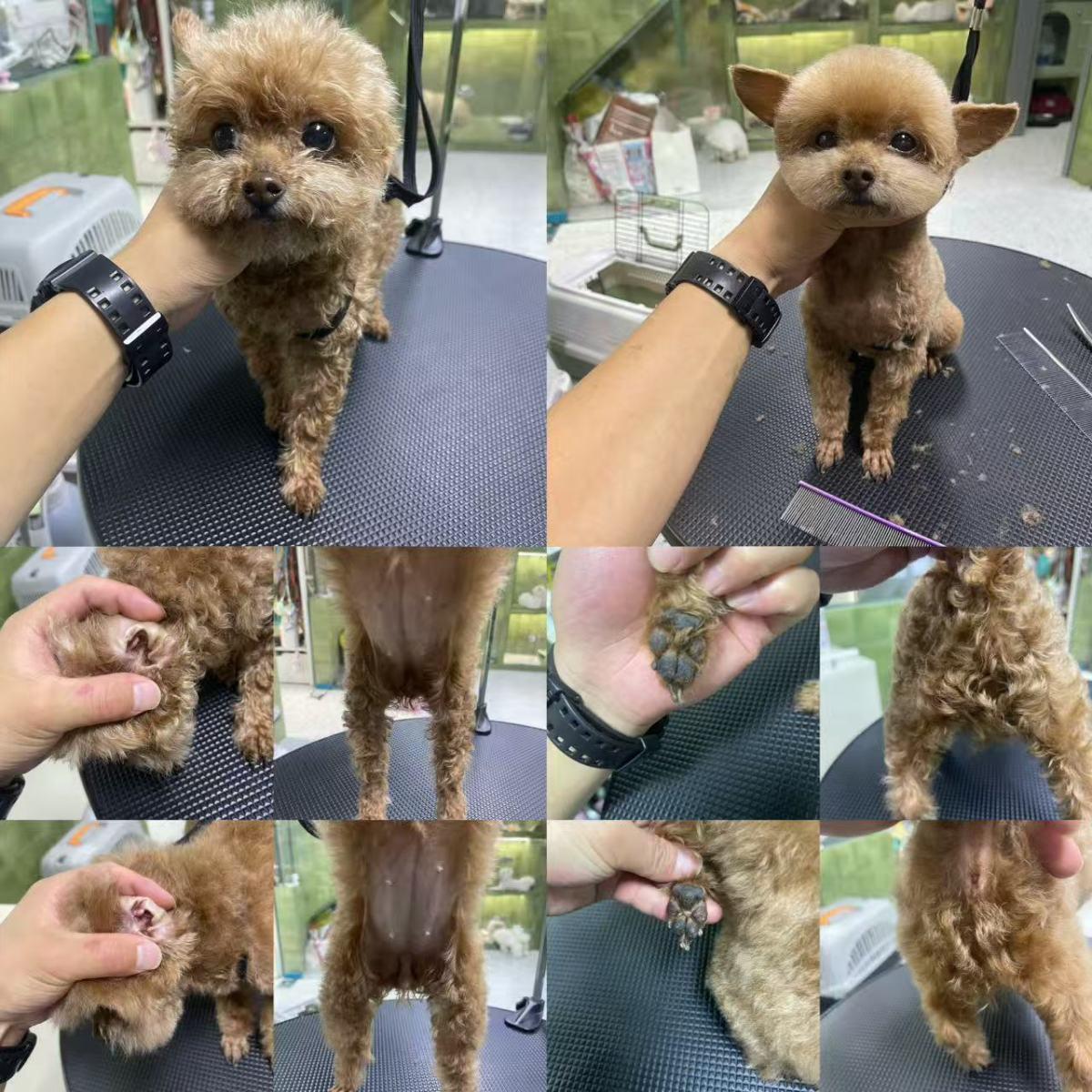 郑州一宠物店给泰迪狗修毛后竟少了一个乳头！店方：系美容师操作失误导致