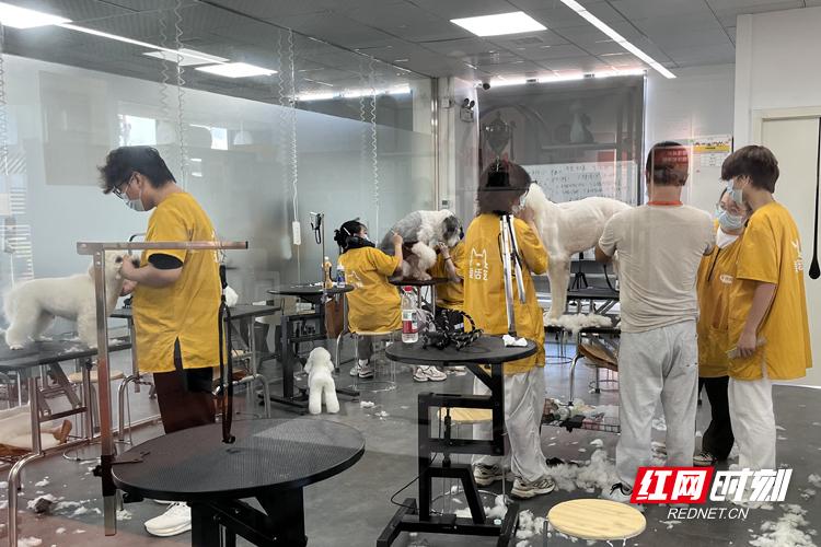宠物经济催生人才需求,湖南规范化培训赛道提速 宠物经济催生人才需求,湖南规范化培训赛道提速