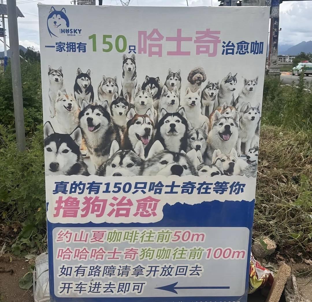 丽江一“狗咖”数十只哈士奇疑遭遗弃饥病交加,当地政府:会妥善安置 丽江一“狗咖”数十只哈士奇疑遭遗弃饥病交加,当地政府:会妥善安置