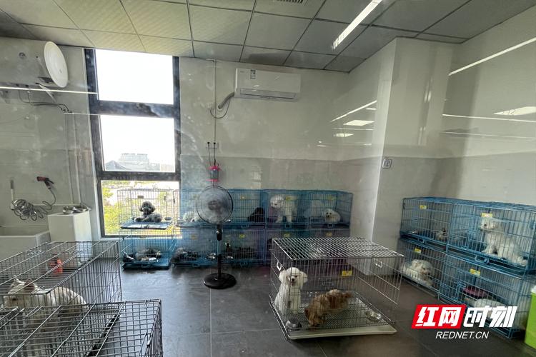 宠物经济催生人才需求,湖南规范化培训赛道提速 宠物经济催生人才需求,湖南规范化培训赛道提速