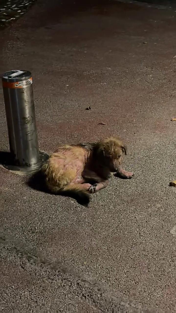 合肥民间爱心接力救助患病流浪犬,三百人众筹全城为小狗寻找血源 合肥民间爱心接力救助患病流浪犬,三百人众筹全城为小狗寻找血源