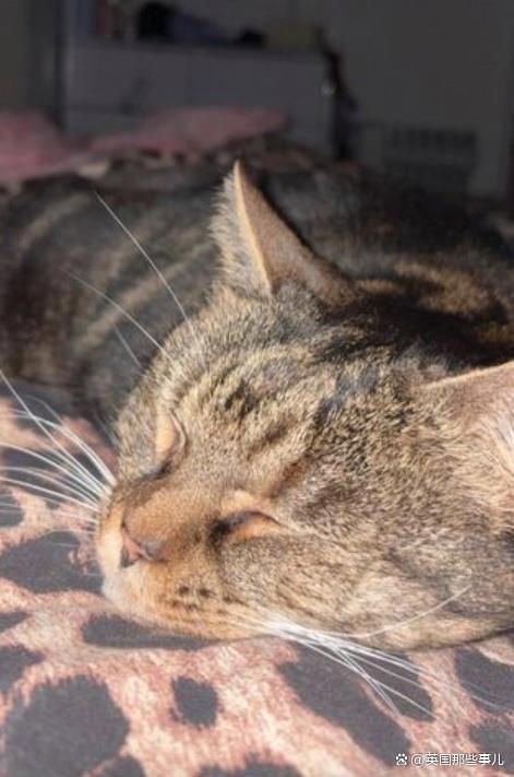 猫丢了?铲屎官满大街找了30个小时,最后发现这货就没出过门 猫丢了?铲屎官满大街找了30个小时,最后发现这货就没出过门