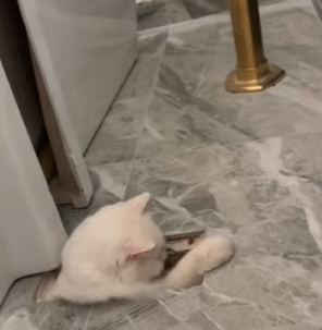 猫丢了?铲屎官满大街找了30个小时,最后发现这货就没出过门 猫丢了?铲屎官满大街找了30个小时,最后发现这货就没出过门