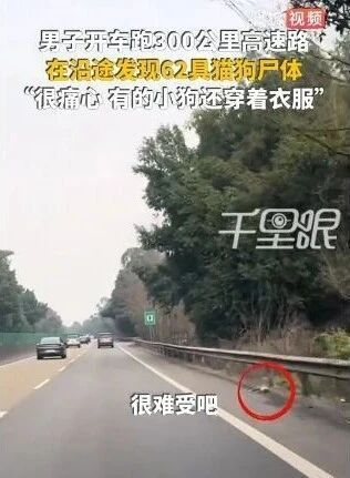 四川男子300公里高速发现62只猫狗尸体,有几只宠物还穿着衣服 四川男子300公里高速发现62只猫狗尸体,有几只宠物还穿着衣服