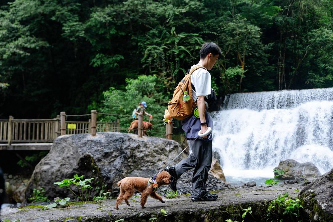 7月15日至8月31日,成都西岭雪山景区后山半山对宠物正式开放 7月15日至8月31日,成都西岭雪山景区后山半山对宠物正式开放