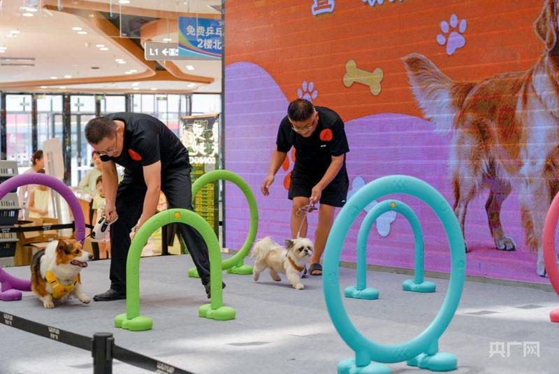 枣庄市宠物行业协会六月轮值活动宠物选美大赛举办