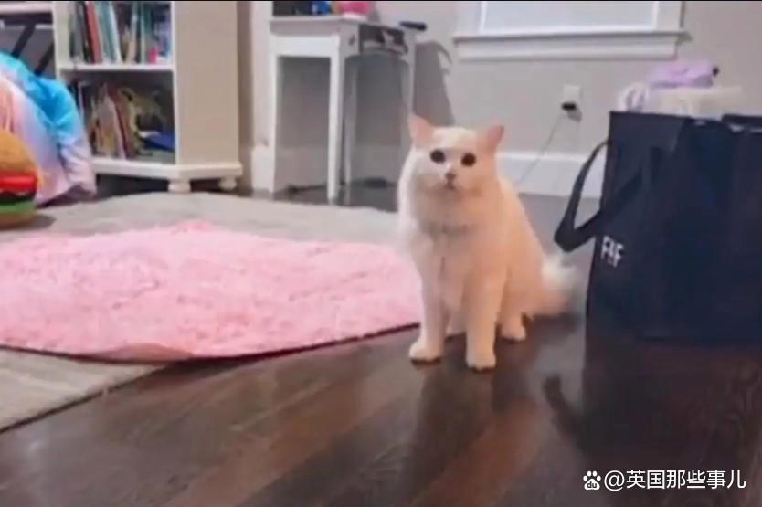 猫丢了?铲屎官满大街找了30个小时,最后发现这货就没出过门 猫丢了?铲屎官满大街找了30个小时,最后发现这货就没出过门