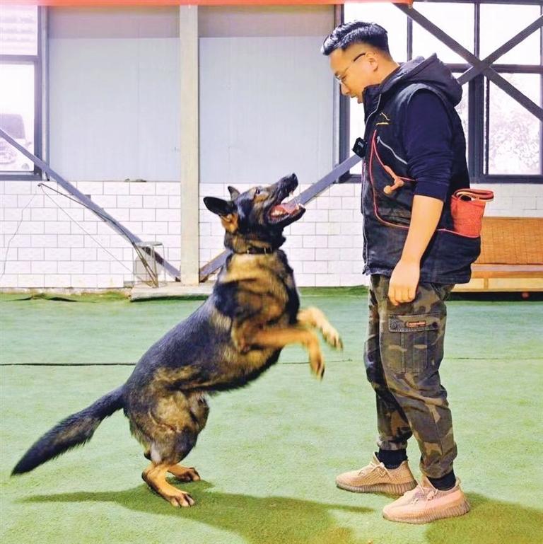 凭借科普视频出圈转行做训犬师,全网粉丝累计超百万 凭借科普视频出圈转行做训犬师,全网粉丝累计超百万