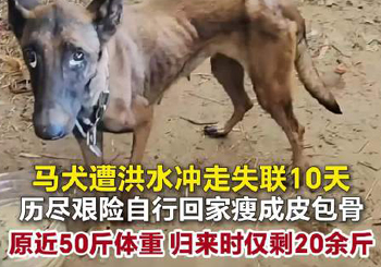 马犬被洪水冲走10天奇迹回家，瘦成皮包骨
