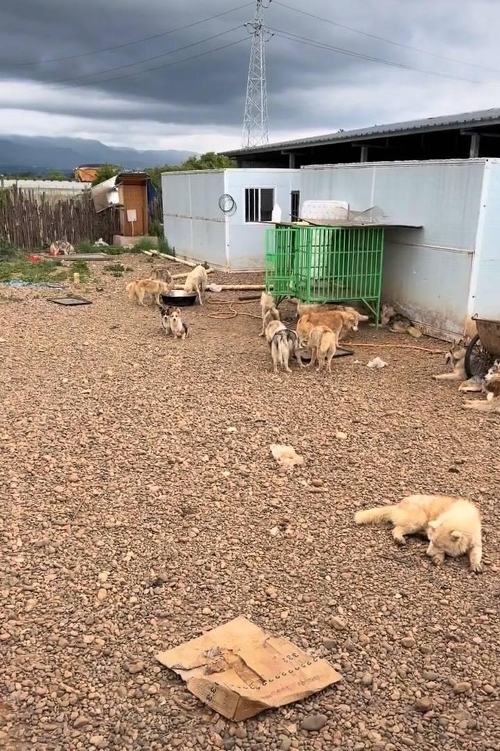 丽江一“狗咖”数十只哈士奇疑遭遗弃饥病交加,当地政府:会妥善安置 丽江一“狗咖”数十只哈士奇疑遭遗弃饥病交加,当地政府:会妥善安置