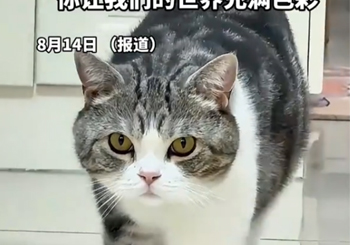 网红花臂猫咪“叨乐”因车祸离世 主人：乡间道路无监控可查