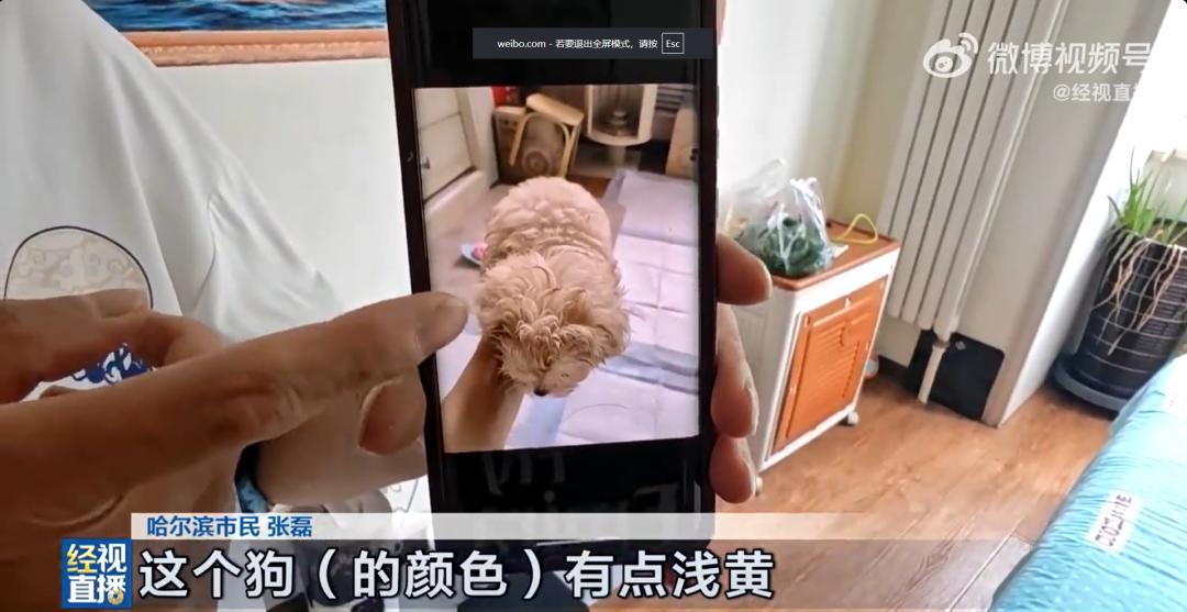 男子花1400元网购香槟色小狗,发现小狗遇水褪色变成纯白色 男子花1400元网购香槟色小狗,发现小狗遇水褪色变成纯白色