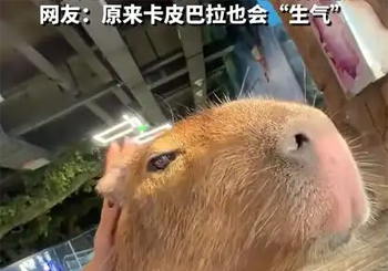 女生当面吐槽卡皮巴拉把它惹急了，卡皮巴拉：最讨厌的就是事后道歉