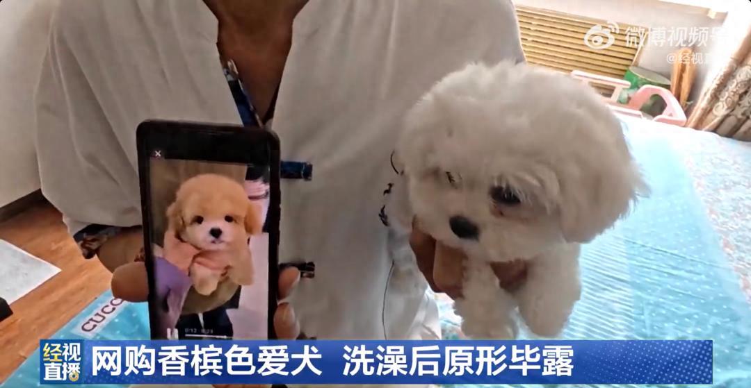 男子花1400元网购香槟色小狗,发现小狗遇水褪色变成纯白色 男子花1400元网购香槟色小狗,发现小狗遇水褪色变成纯白色