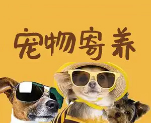 宠物寄养绝非“管吃管住”即可