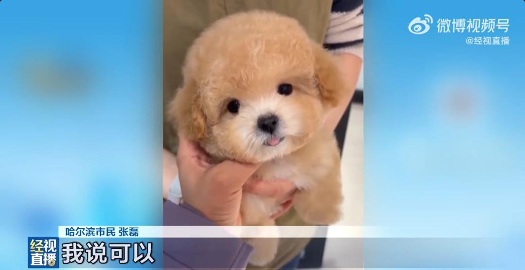 男子花1400元网购香槟色小狗,发现小狗遇水褪色变成纯白色 男子花1400元网购香槟色小狗,发现小狗遇水褪色变成纯白色