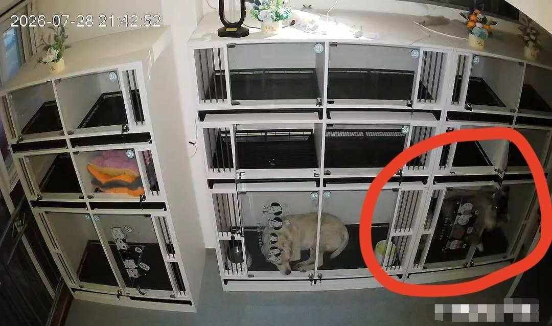 边牧寄养十余小时后死亡，多次协商未果，犬主起诉宠物店